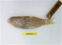 藏品(詹氏錦魚)的圖片